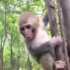 Monkeys 14