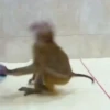 Monkeys 15