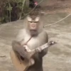 Monkeys 16