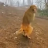 Monkeys 18