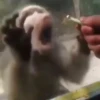 Monkeys 19
