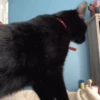 😽Cat Black😽⛧1🇪🇸Movi 18
