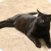 😽Cat Black😽⛧1🇪🇸Movi 19
