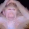 Monkeys 20