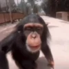 Monkeys 21