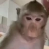 Больше обезьян 17