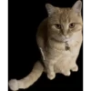 ultimative Chatte 10