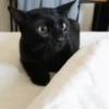 😽Cat Black😽⛧1🇪🇸Movi 23