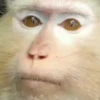 Monkeys 24