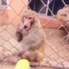 Monkeys 25