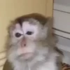 Monkeys 26