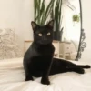 😽Cat Black😽⛧1🇪🇸Movi 26