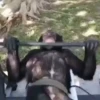 Monkeys 27