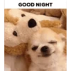 GOOD NIGHT