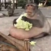 Monkeys 28
