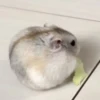 Hamster 🐹 5