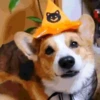 🎃 Halloween Pets 🎃 6