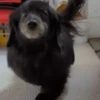 🎵 TIKTOKing 16 🎵  7