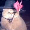 gatos tiktok 5