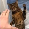 🎵 TIKTOKeando 27🎵 10