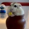 Hamster 🐹 7
