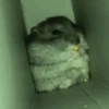 Hamster 🐹 8