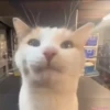 gatos tiktok 8