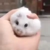 Hamster 🐹 9