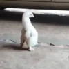 🔥Tiktok R.Viral #4💥 10