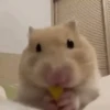 Hamsters Animados 🐹 5