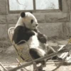 Panditas🐼𖤇1🇲🇽Movi 5