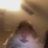 Hamster 🐹 10