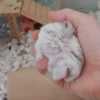 Hamster 🐹 11