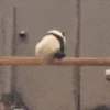 Panditas🐼𖤇1🇲🇽Movi 7