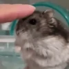 Hamsters Animados 🐹 7