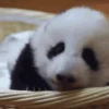 Panditas🐼𖤇1🇲🇽Movi 8