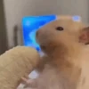 Hamsters Animados 🐹 9