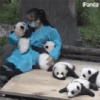 Panditas🐼𖤇1🇲🇽Movi 9
