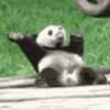 Panditas🐼𖤇1🇲🇽Movi 10