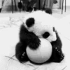 Panditas🐼𖤇1🇲🇽Movi 11