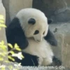 Panditas🐼𖤇1🇲🇽Movi 12
