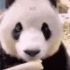 Panditas🐼𖤇1🇲🇽Movi 14