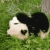 Panditas🐼𖤇1🇲🇽Movi 15