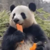 Panditas🐼𖤇1🇲🇽Movi 16