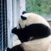 Panditas🐼𖤇1🇲🇽Movi 17