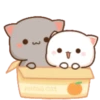 😻 Los Gatitos #13 15