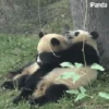 Panditas🐼𖤇1🇲🇽Movi 18
