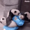 Panditas🐼𖤇1🇲🇽Movi 19