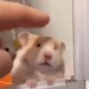 Hamster 🐹 14