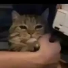 Michi Triste 10